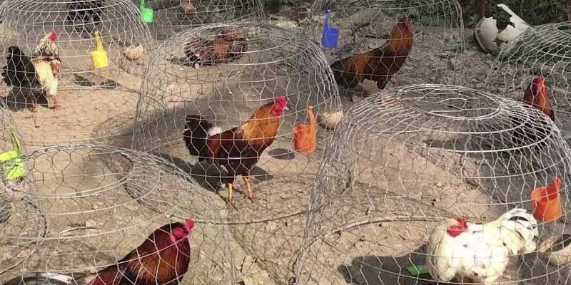 Trại gà Mít Trà Cú sở hữu quy mô khủng nhất đất miền Tây